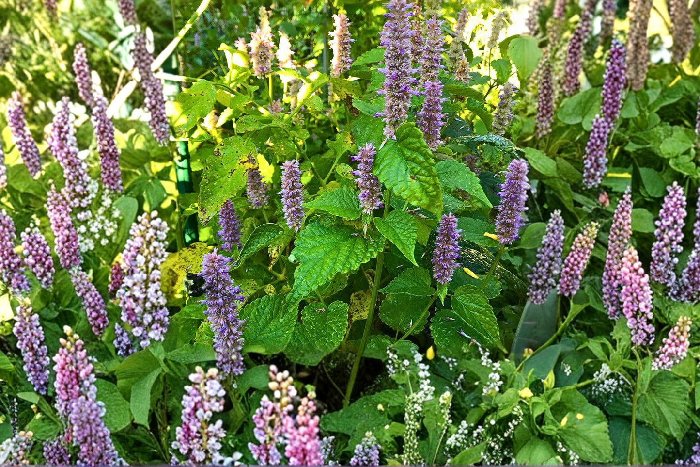 Hyssop Seeds, Non-GMO Hyssopus officinalis, Perennial Medicinal Herb, Pollinator Garden Plant, Hummingbird Attractant