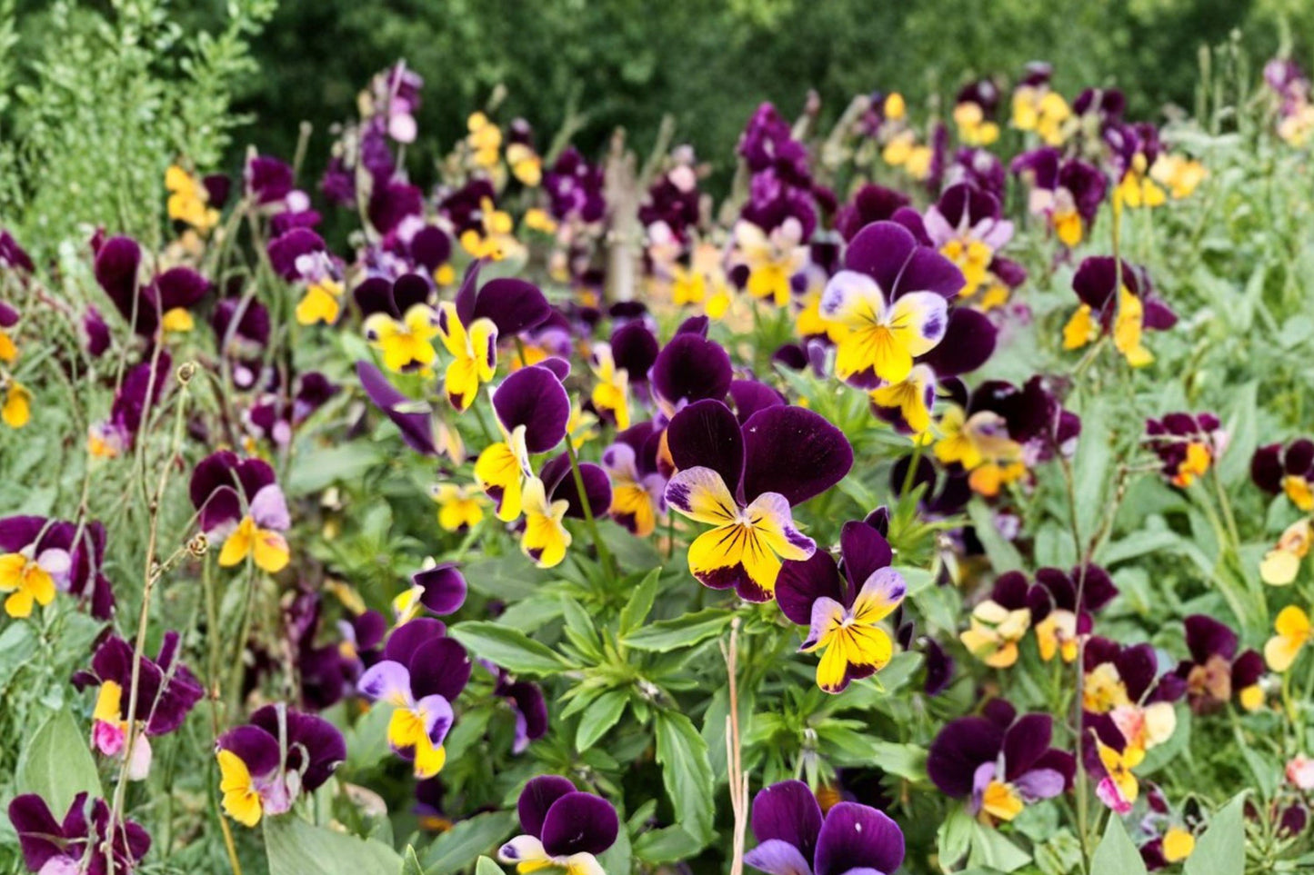 Johnny Jump Up Viola Seeds, Heirloom Wildflower, Non-GMO, Colorful Blooms for Garden, Borders, Containers, Viola tricolor