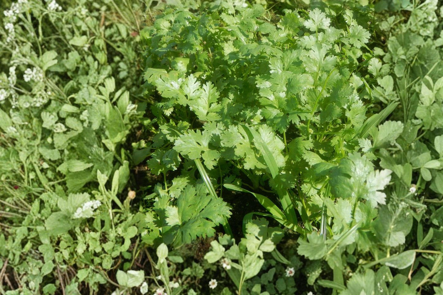 Heirloom Cilantro Seeds, Non-GMO, Culinary Herb for Gardens & Containers, Coriandrum sativum