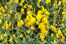 Sunn Hemp Seeds Crotalaria Juncea Non-GMO Cover Crop for Soil Fertility and Pollinator Attraction, Fast-Growing Green Manure