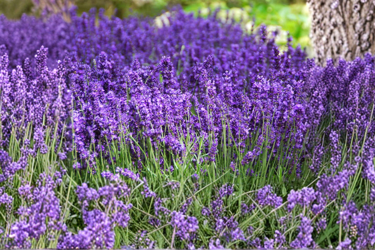 Lavender Seeds, Non-GMO Lavandula Angustifolia, Perennial Aromatic Herb, Pollinator Friendly Garden Flower, Fragrant Purple Blooms