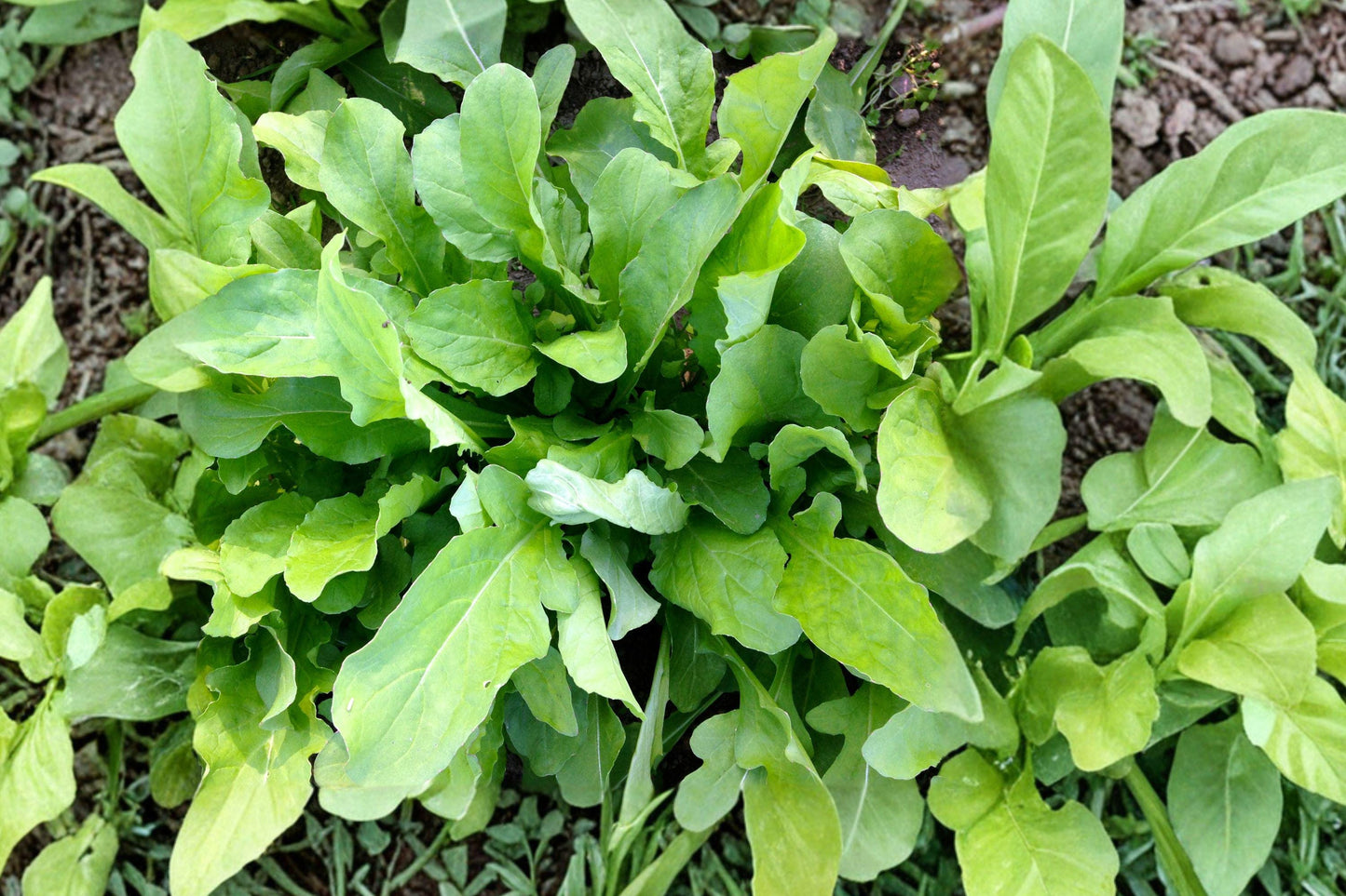 Organic Arugula Seeds – Heirloom Non-GMO Rocket Salad Greens, Eruca sativa for Fresh, Peppery Microgreens and Garden Greens