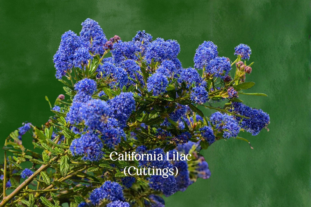 California Lilac Cuttings, Ceanothus, Evergreen Shrub, Blue Flowering, Drought Tolerant, Unrooted Live Cuttings, Garden Hedges