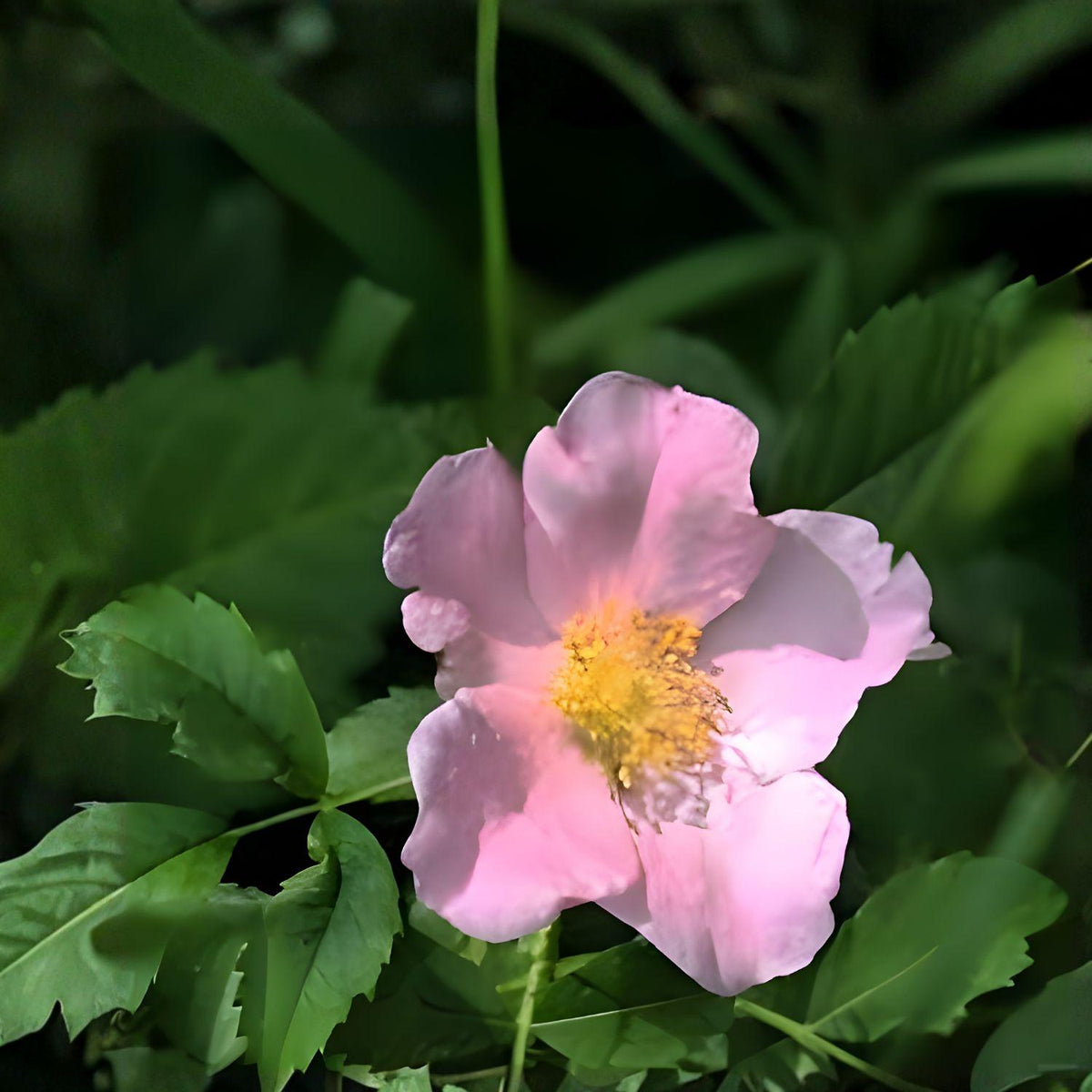 Illinois Rose Seeds | Native Pink Climbing Prairie Rose Rosa setigera for Wildlife Gardens
