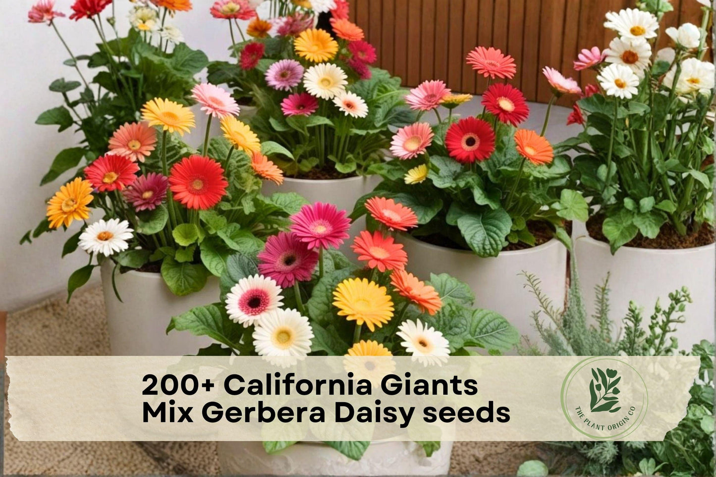 California Giants Mix Gerbera Daisy Seeds – Bright, Colorful Blooms for Garden Beds, Containers & Cut Flowers, Gerbera jamesonii