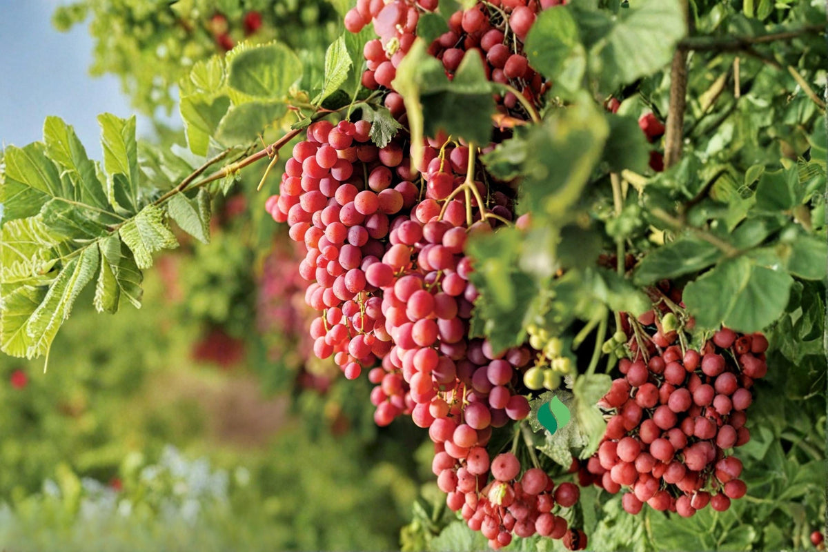 Unrooted Grape Vine Cuttings – Suok Grape (Vitis vinifera ‘Suok’) for Vineyard & Garden Propagation