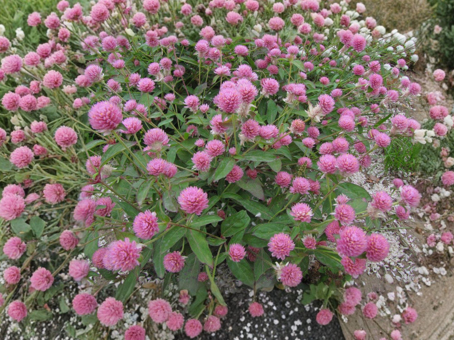 Red Clover Flower Seeds | Trifolium Pratense | Pink to Reddish-Purple Blooms | Perennial Garden Plant