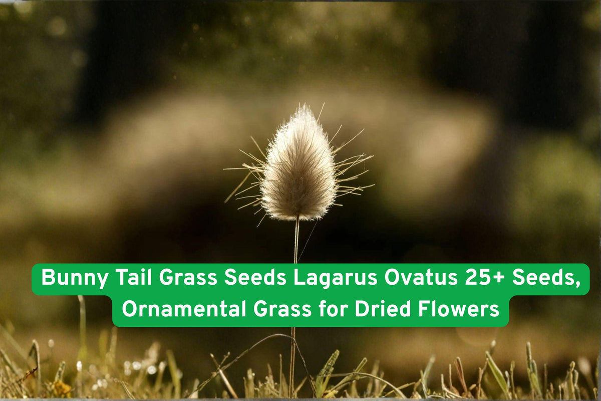 Bunny Tail Grass Seeds, Ornamental Lagarus ovatus for Dried Flowers & Crafts, Fluffy Bunny Tails, Garden & Container Planting