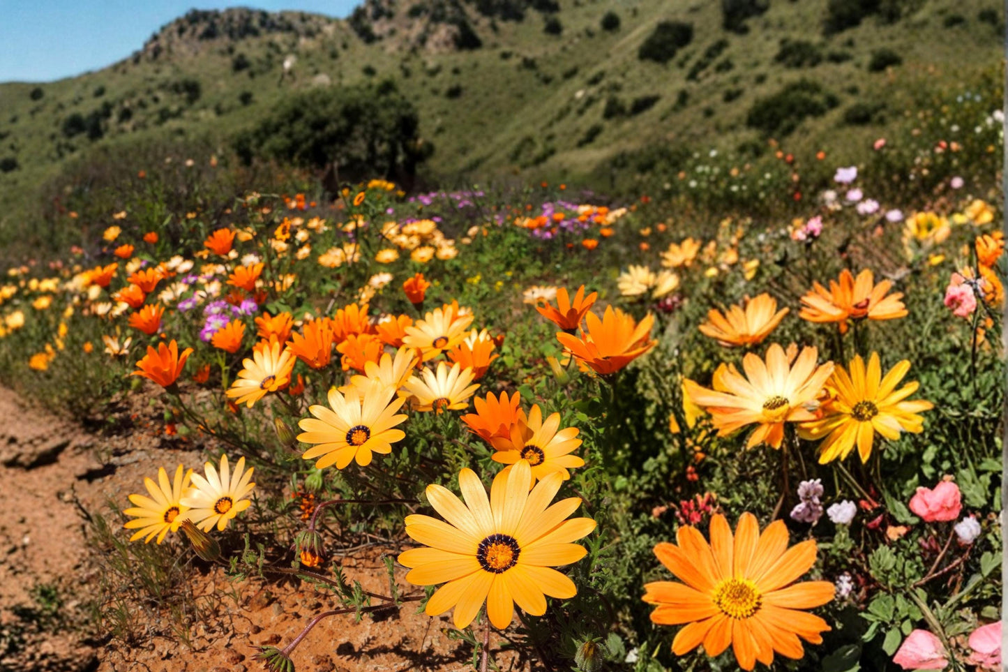 African Daisy Seeds – Bright Annual Wildflower, Pollinator Friendly, Compact, Dimorphotheca Sinuata