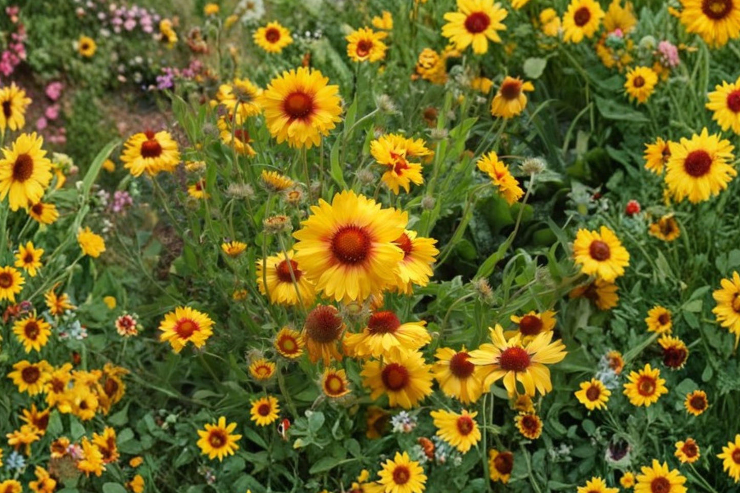 Yellow Gaillardia Seeds, Gaillardia aristata, Non-GMO, Drought-Tolerant Perennial Blanket Flower for Pollinator Gardens