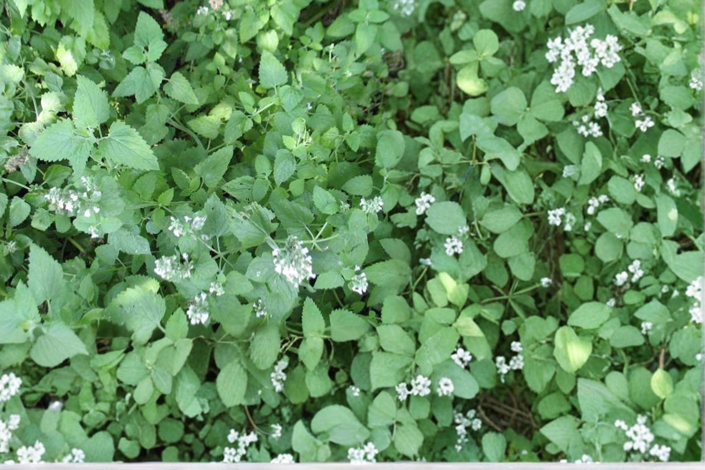 Heirloom Catnip Seeds for Gardens & Containers, Nepeta cataria, Aromatic Herb, Pollinator-Friendly, Non-GMO
