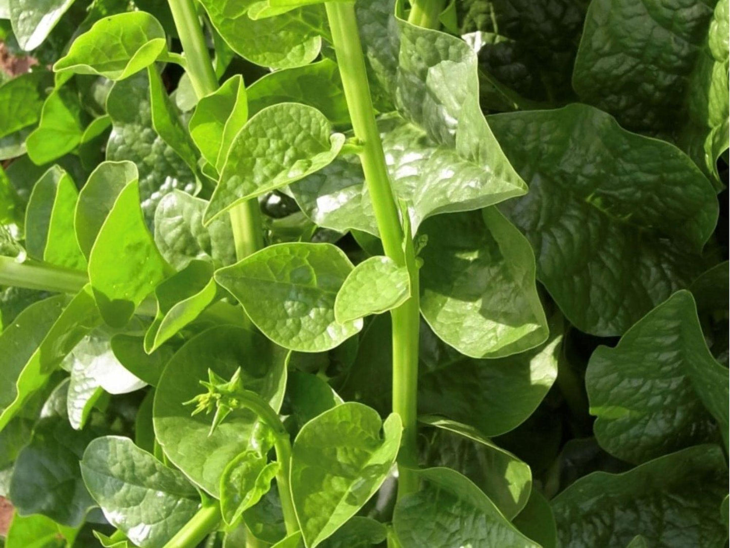 Green Malabar Spinach Seeds – Climbing Vine, Heat-Tolerant, Tropical Leafy Vegetable, Basella alba, 50 Non-GMO Seeds
