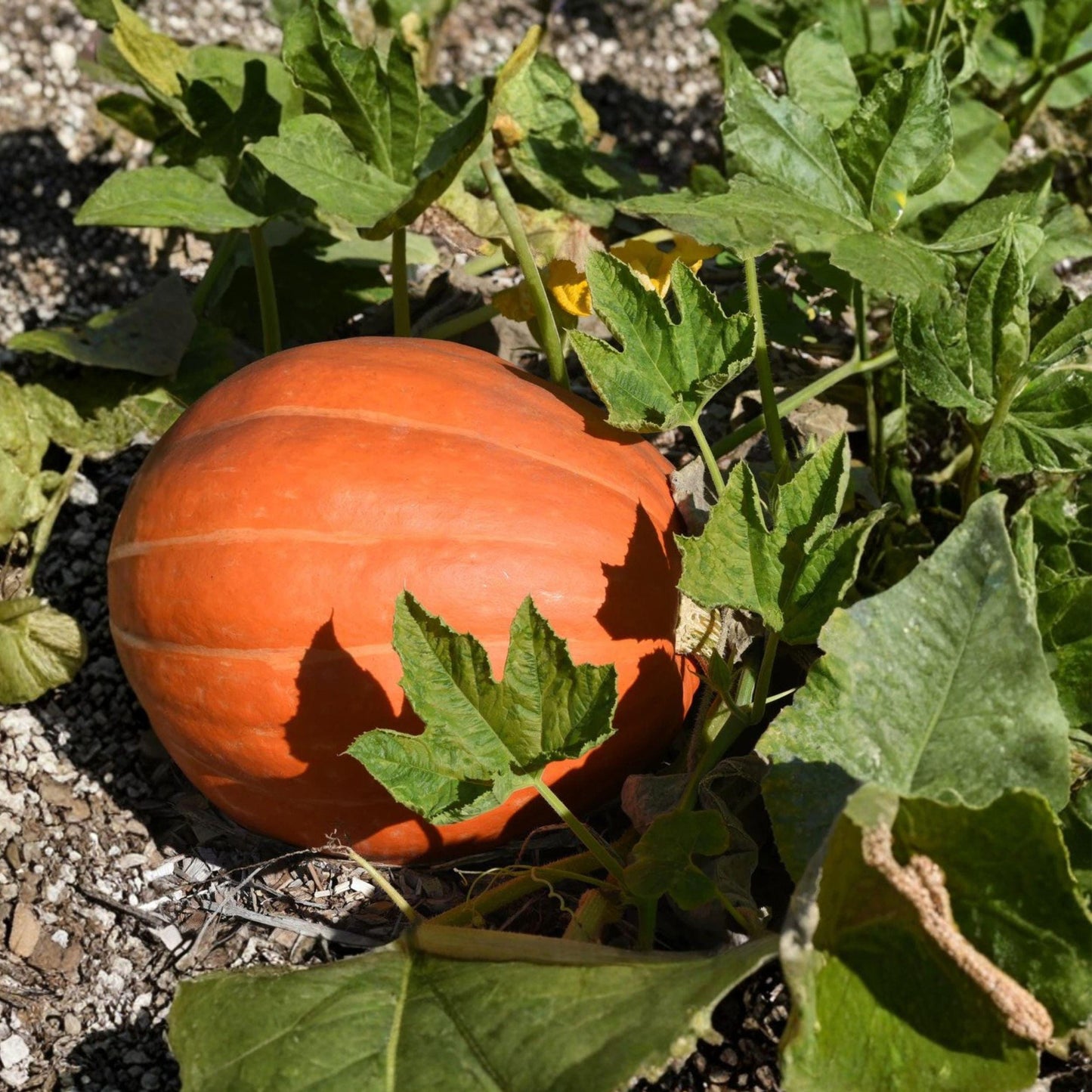 Big Max Pumpkin Seeds, Heirloom Cucurbita maxima, Large Fruit, Garden Display, Seasonal Decoration, 15 Seeds