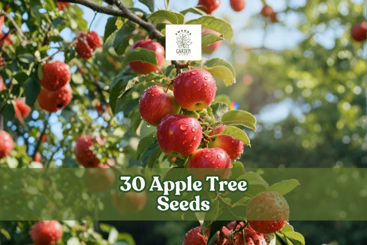 30 Apple Tree Seeds – Malus pumila Fruit Tree for Garden, Orchard, Backyard Landscape