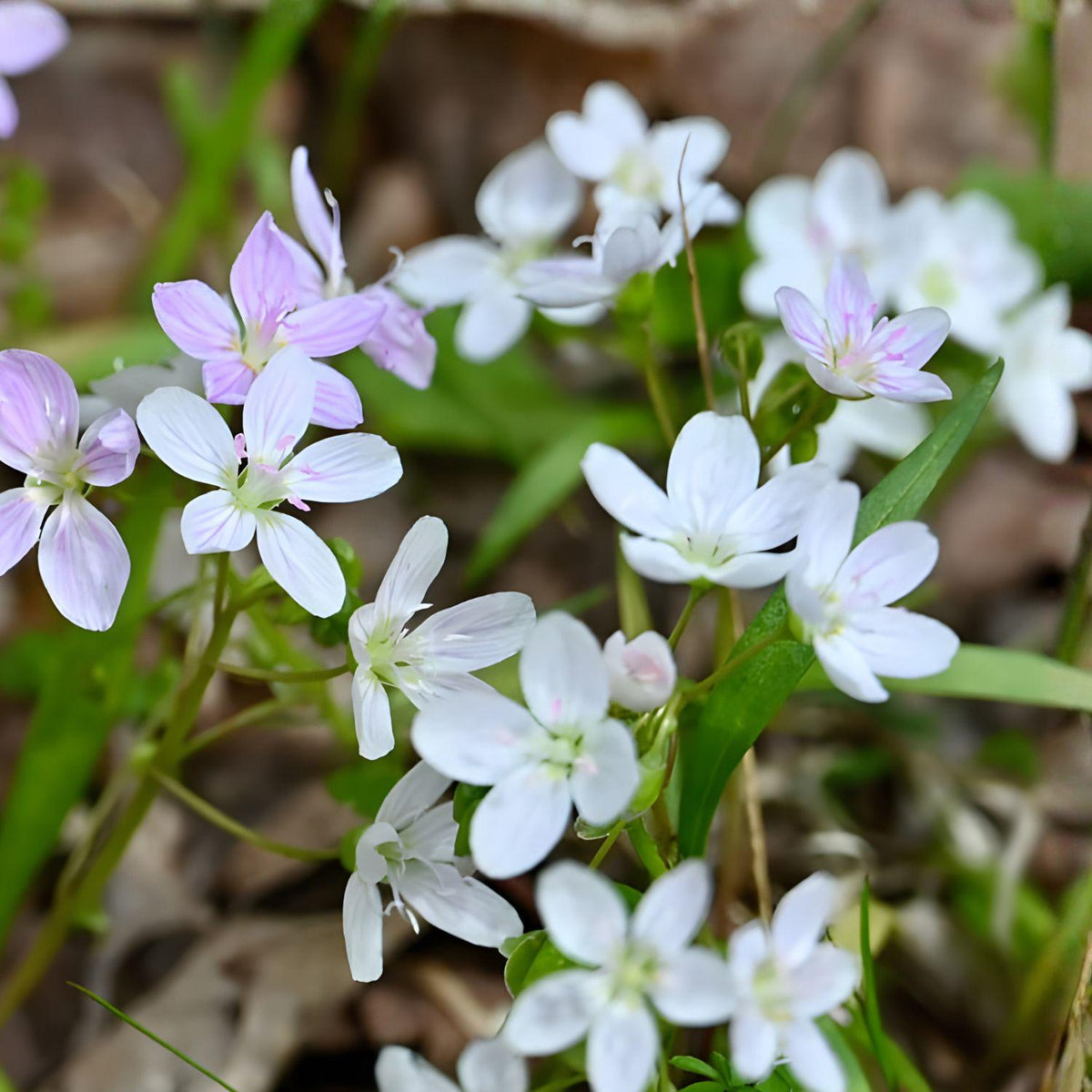 Spring Beauty Wildflower Seeds – Native Claytonia virginica, Early Blooming Shade Perennial, 20 Seeds for Woodland Gardens