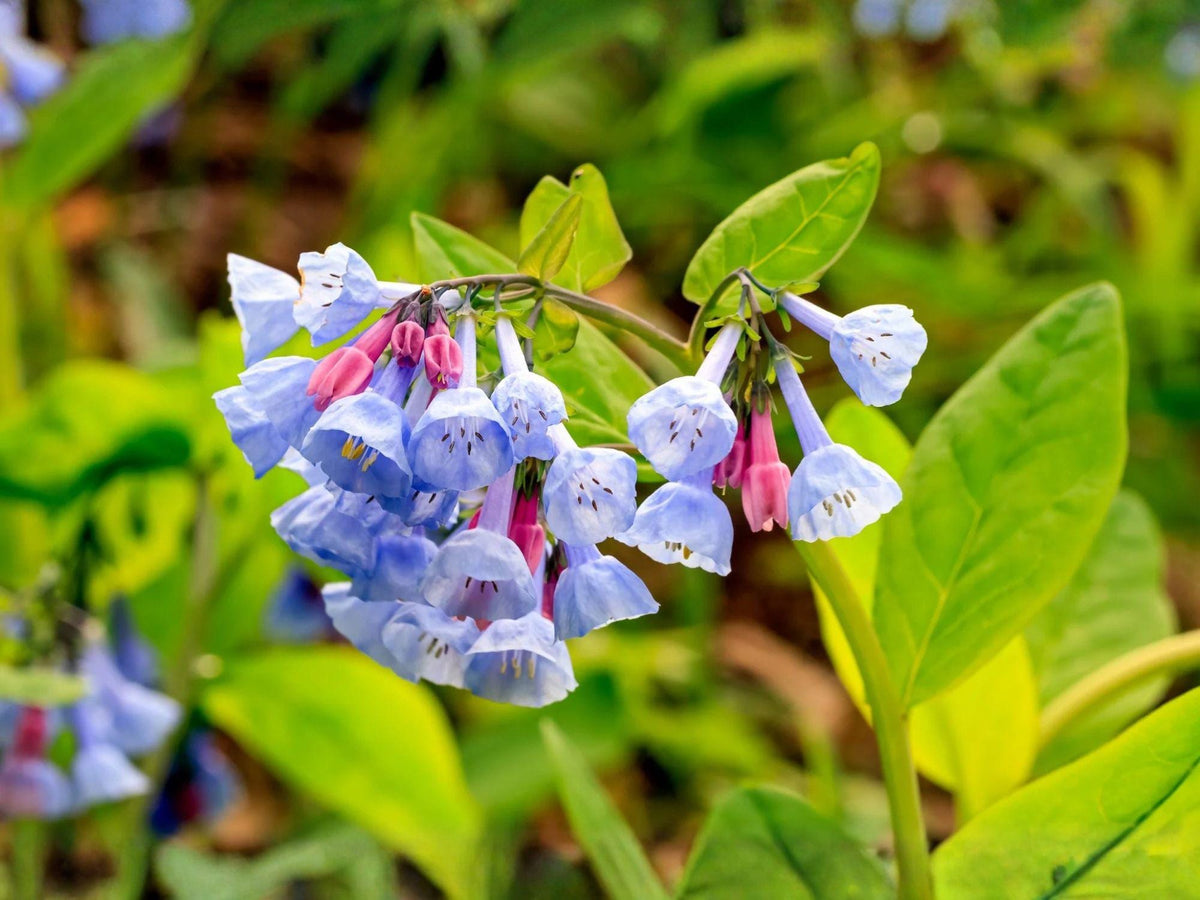 Virginia Bluebells Seeds – Mertensia virginica Heirloom Non-GMO Native Woodland Wildflower for Shade Gardens