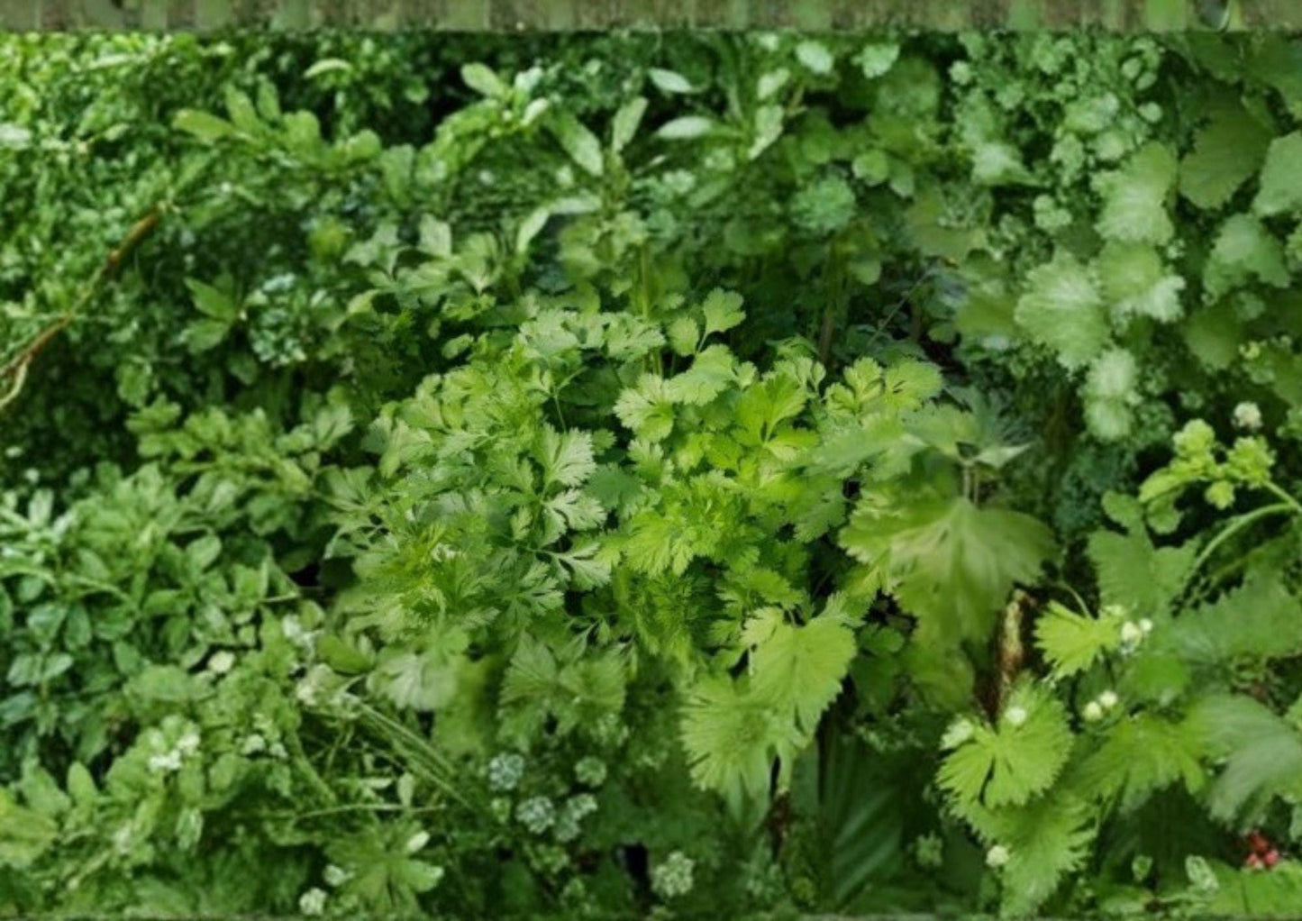 Cilantro Coriander Seeds Pack, Heirloom Non-GMO, Culinary Herb, Coriandrum sativum, Fresh Leaves & Seeds for Garden & Cooking