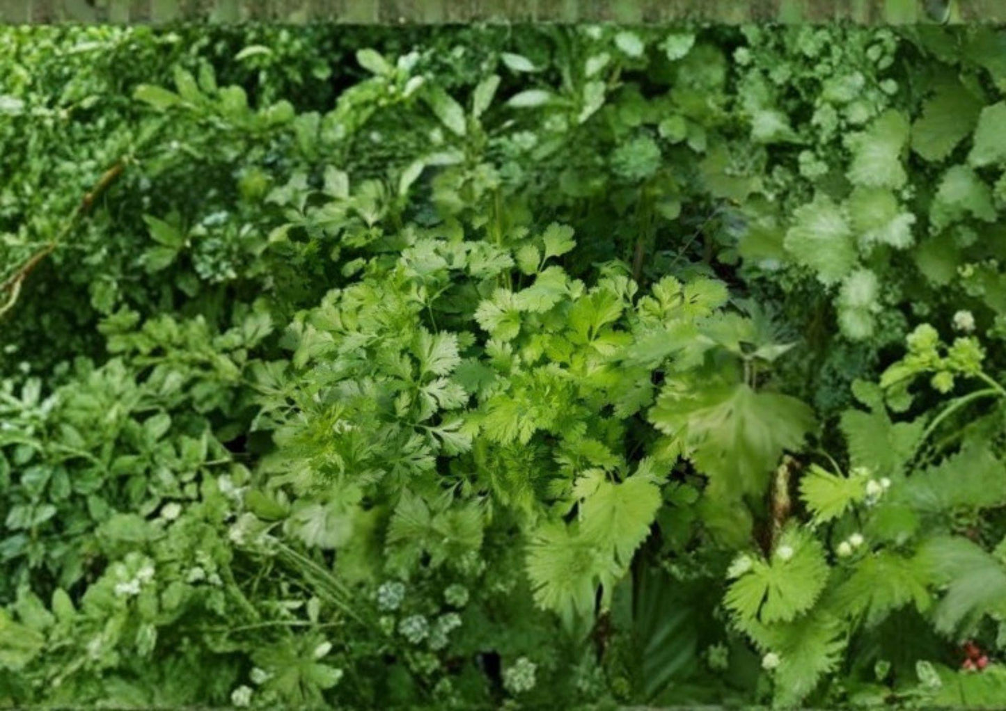 200+ Cilantro Coriander Seeds Heirloom Non-GMO Culinary Herb Seeds for Fresh Leaves & Spices, Coriandrum sativum