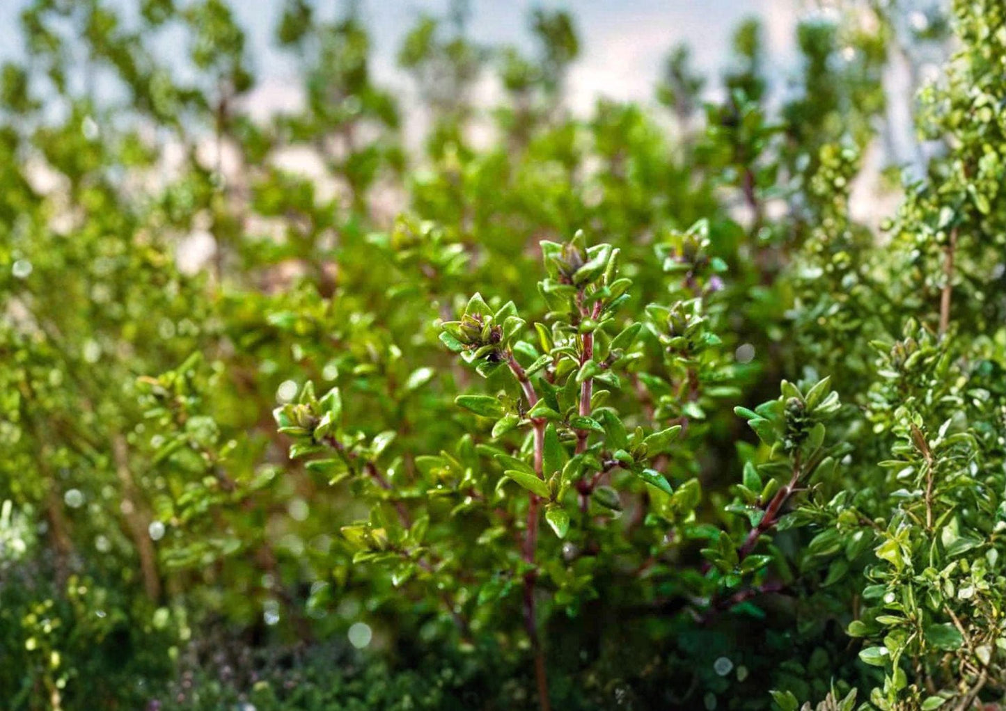 Thyme Seeds, Heirloom Non-GMO, Culinary Herb, Thymus vulgaris, Perennial Garden Plant, Aromatic Herb Seeds
