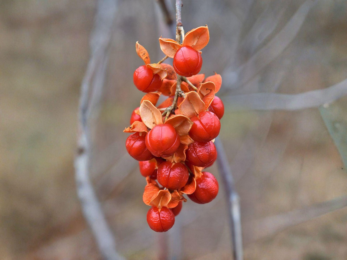 American Bittersweet Seeds – Heirloom Native Climbing Vine for Garden, Wildlife, Landscape – Celastrus scandens, Non-GMO, Open-Pollinated