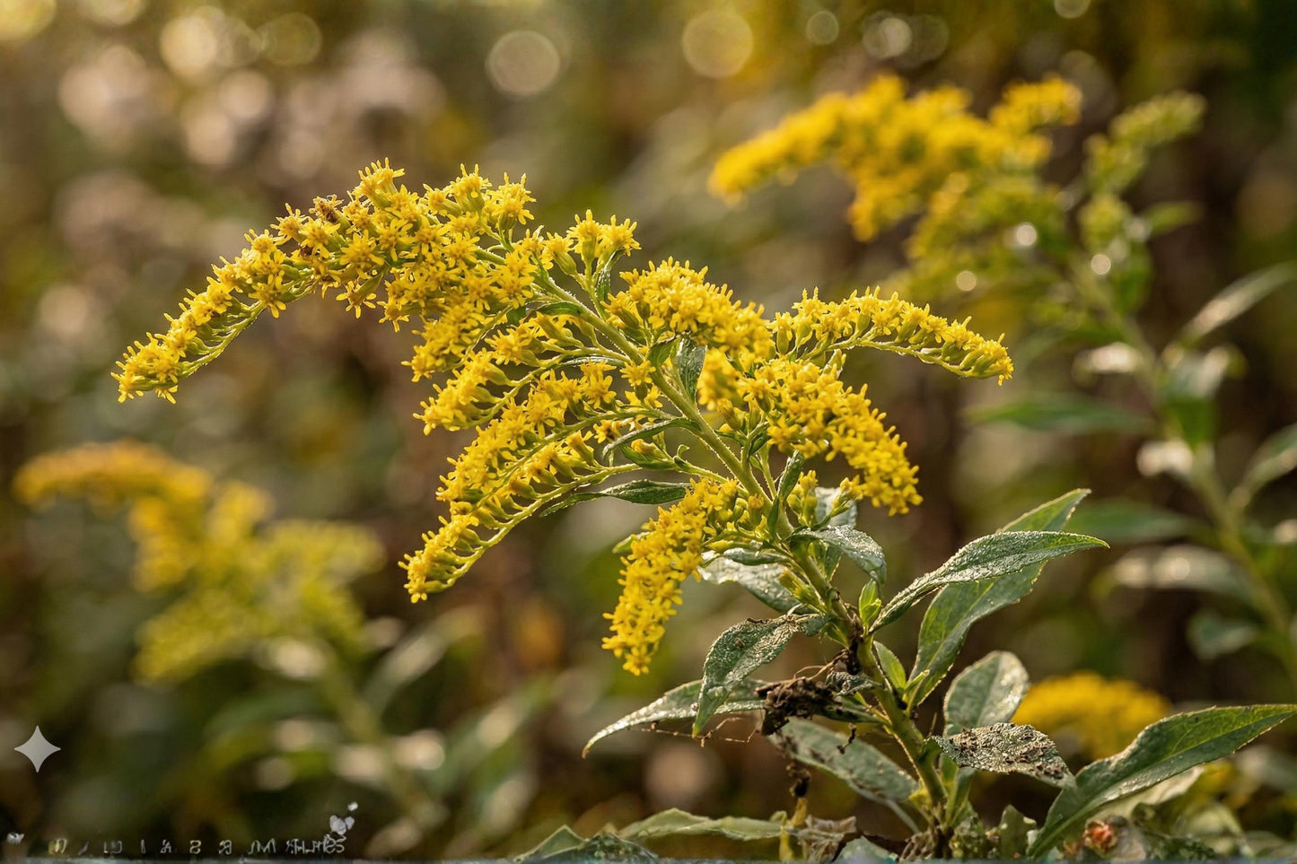 Elmleaf Goldenrod Seeds – Native Wildflower, Bright Yellow Clusters, Solidago ulmifolia, Pollinator Garden, Easy to Grow