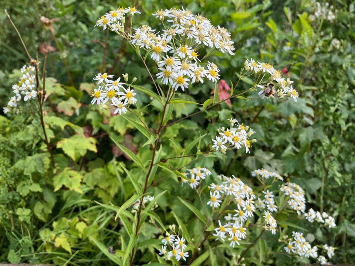 Doellingeria umbellata Seeds – Heirloom Flat-Topped Aster for Native Wildflower Gardens, Pollinator Habitat, Non-GMO, Open-Pollinated