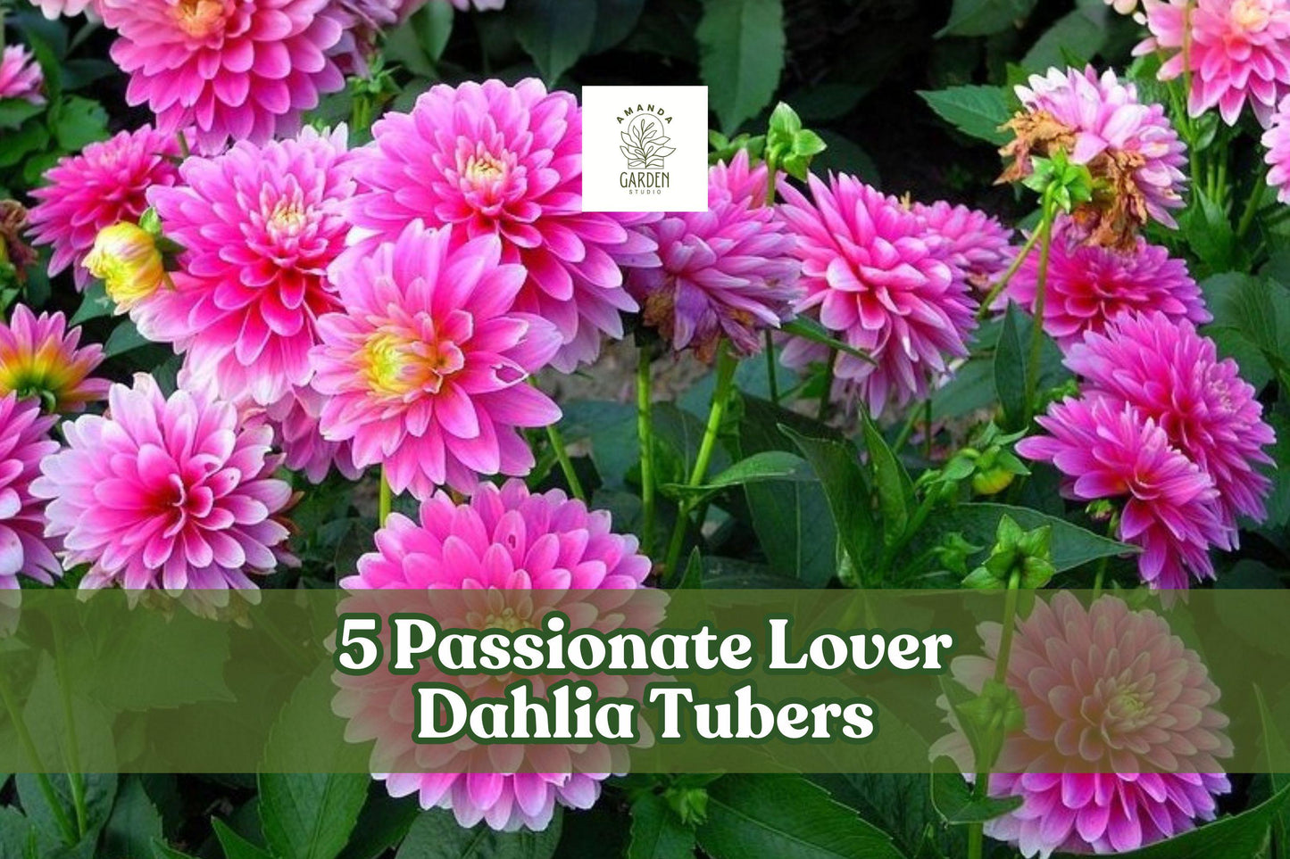 Passionate Lover Dahlia Tubers – Mixed Colors, Garden Flowering Plant, Dahlia spp.