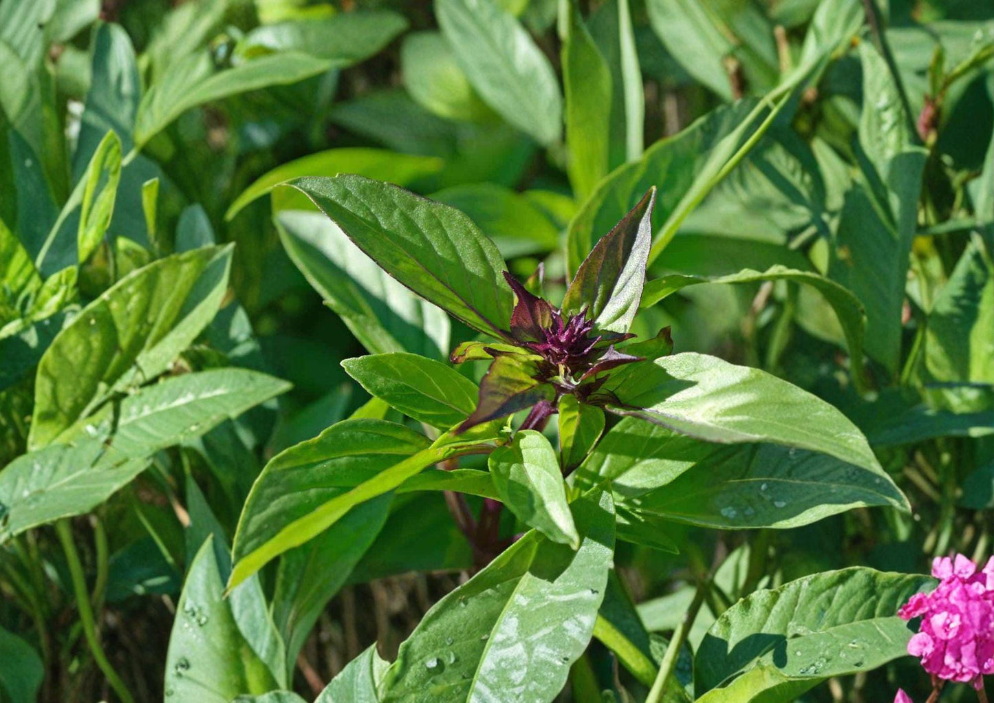 75 Thai Basil Seeds, Heirloom Non-GMO, Aromatic Culinary Herb, Ocimum basilicum, Sweet Spicy Basil for Herb Gardens and Cooking