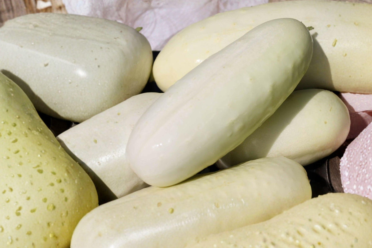 White Wonder Cucumber Seeds – Heirloom Non-GMO Crisp Sweet Garden Planting, 100+ Seeds