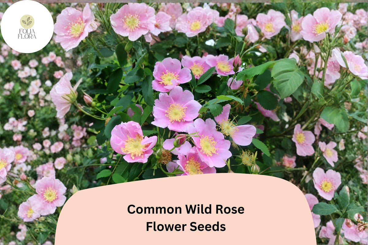 Wild Rose Seeds – 25 Rosa woodsii Native Pink Flowering Shrub for Wildlife Gardens & Natural Landscapes
