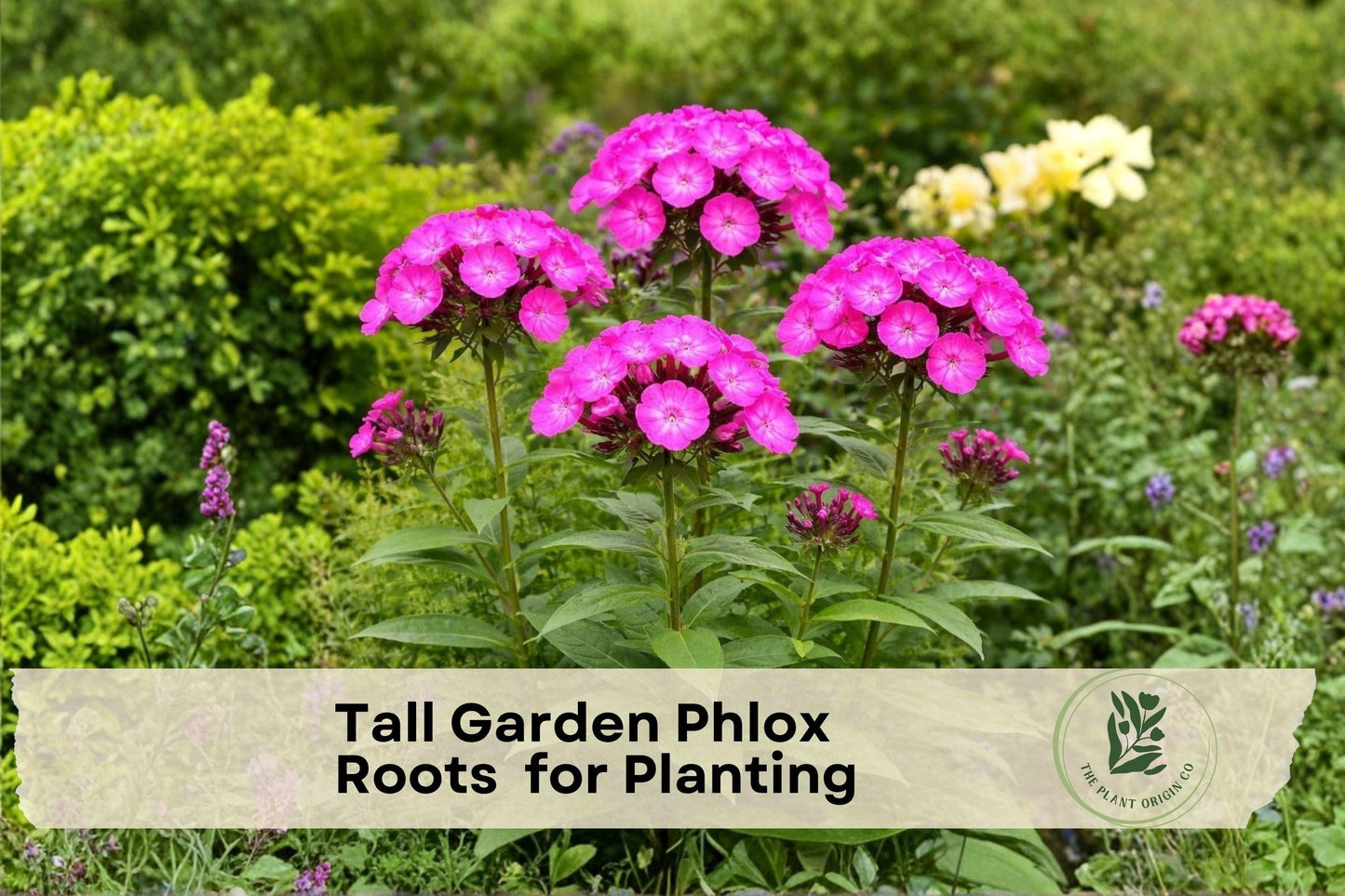 Tall Garden Phlox Roots, Pink Flowers, Perennial, Phlox paniculata, Butterfly & Pollinator Attracting