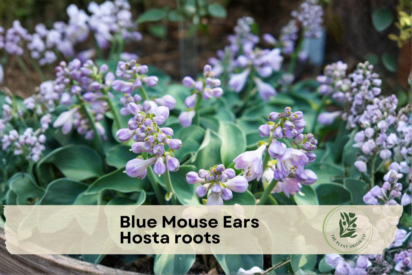 Blue Mouse Ears Hosta Roots, Miniature Perennial Plant, Blue-Gray Foliage, Hosta hybrid, Shade Garden, Container Plant
