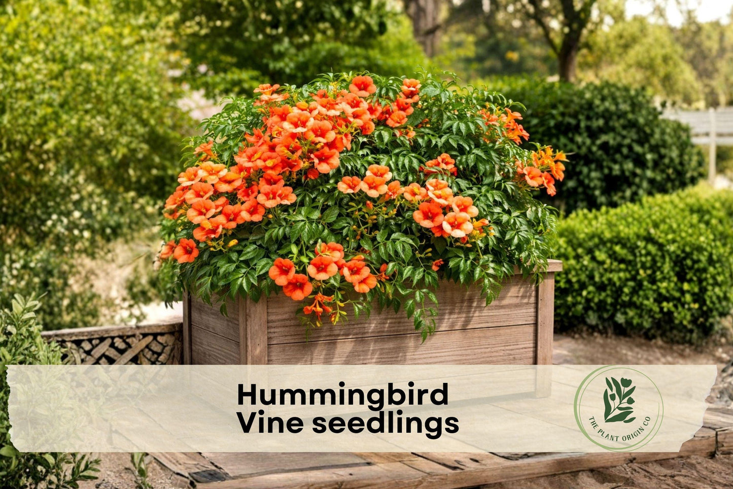 Hummingbird Vine Seedlings, Trumpet Creeper, Climbing Perennial Vine, Campsis radicans, Attracts Hummingbirds