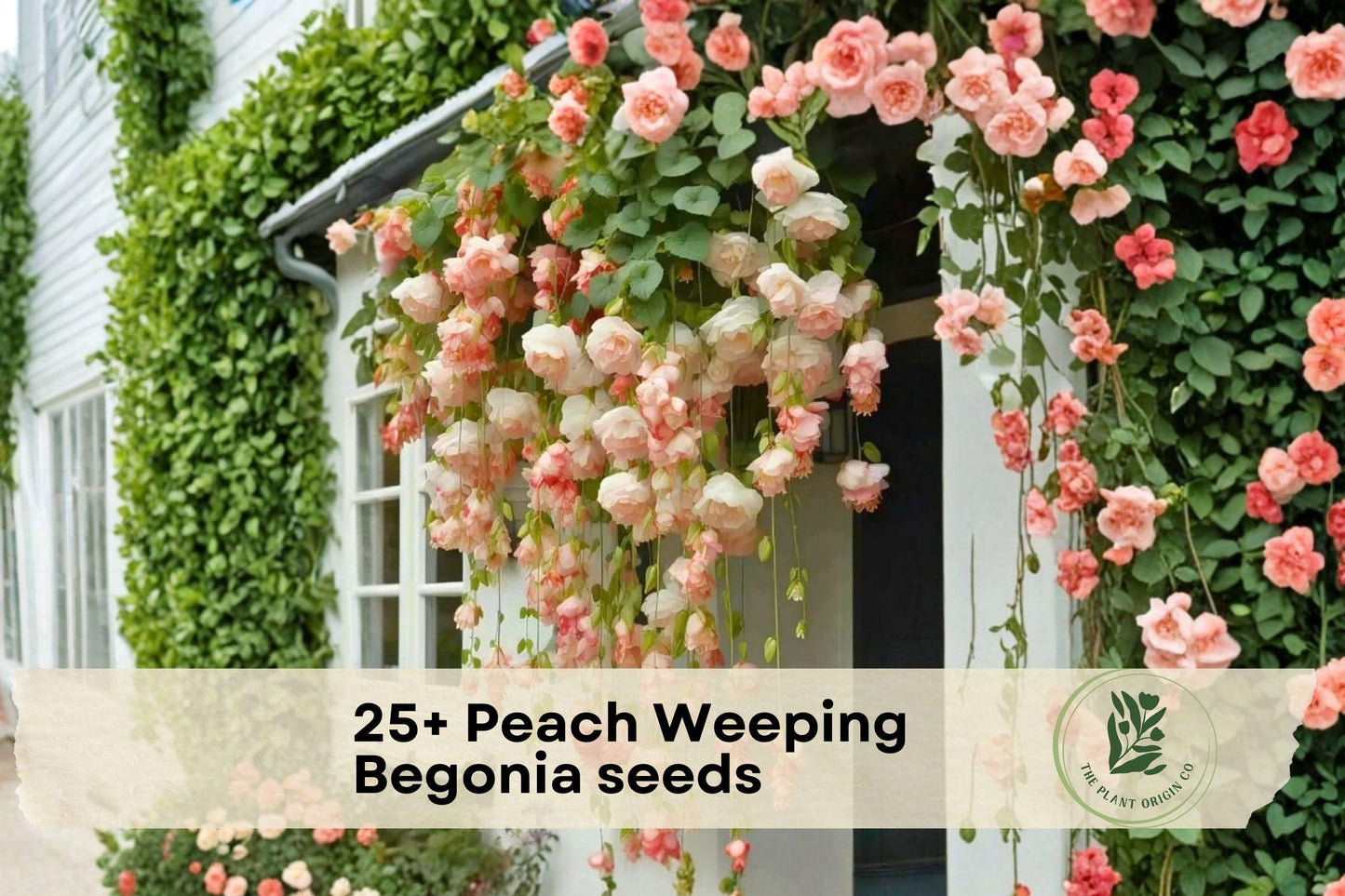25+ Peach Weeping Begonia Seeds | Trailing Ornamental Flowering Plant | Begonia spp.
