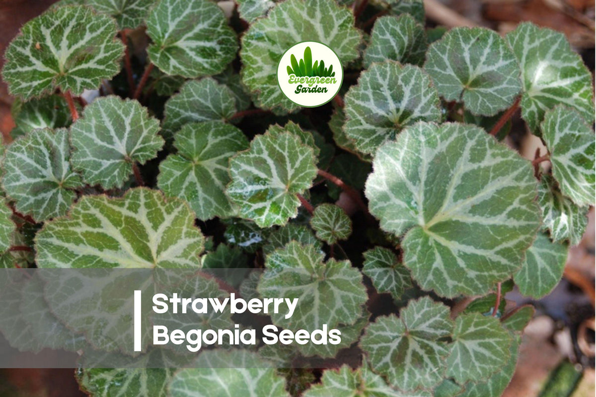 25 Strawberry Begonia Seeds, Saxifraga stolonifera, Ornamental Foliage Plant for Hanging Baskets & Shade Gardens