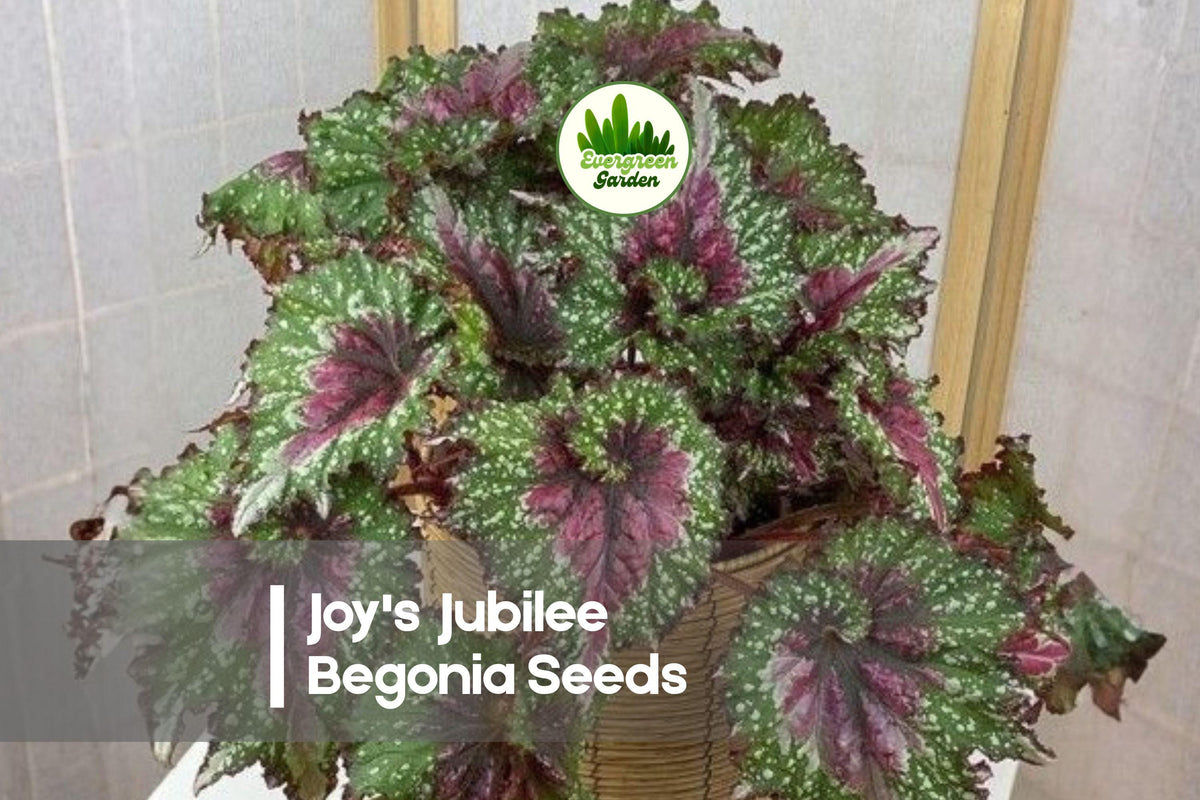Joy's Jubilee Rex Begonia Seeds - Ornamental Foliage, Pink Silver Burgundy Green, Begonia rex-cultorum, Indoor & Shade Garden