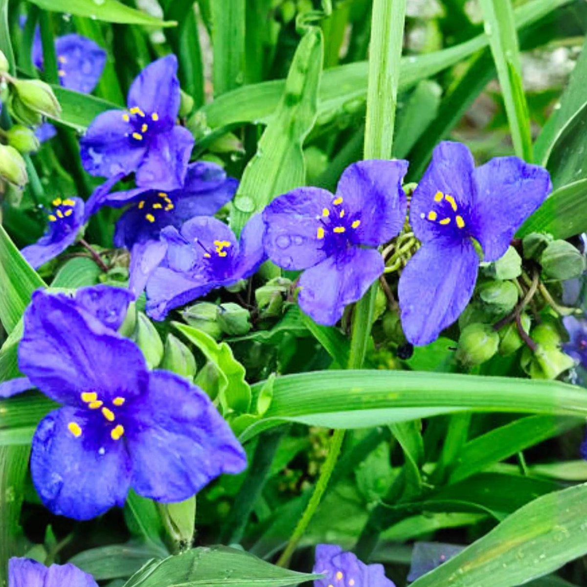 Western Spiderwort Seeds 100 Tradescantia occidentalis Native Prairie Perennial Blue-Violet Flowers