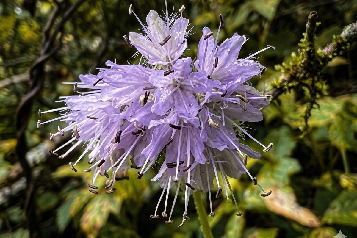 Virginia Waterleaf Seeds - Native Wildflower with Lavender Blooms, Foliage, Hydrophyllum virginianum, Woodland Garden Plant