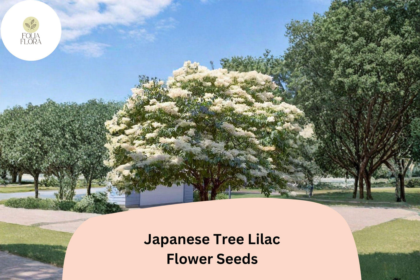 Japanese Tree Lilac Seeds – Syringa amurensis japonica, Ornamental Flowering Tree with White Fragrant Clusters