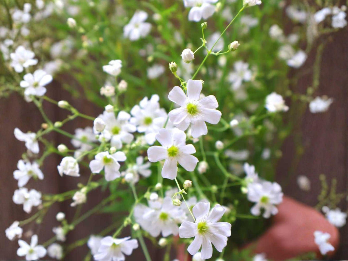 Baby's Breath Seeds Covent Garden White – Heirloom Non-GMO Gypsophila elegans for Flower Garden & Borders (100 Seeds)