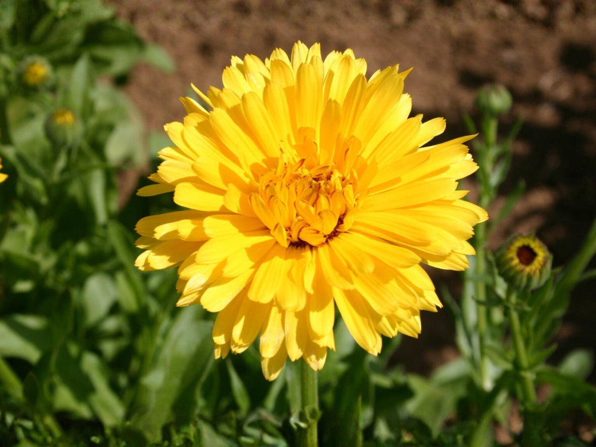 Calendula Pacific Beauty Dark Yellow Seeds | Heirloom Non-GMO Flower Seeds for Garden, Borders, Cottage Gardens