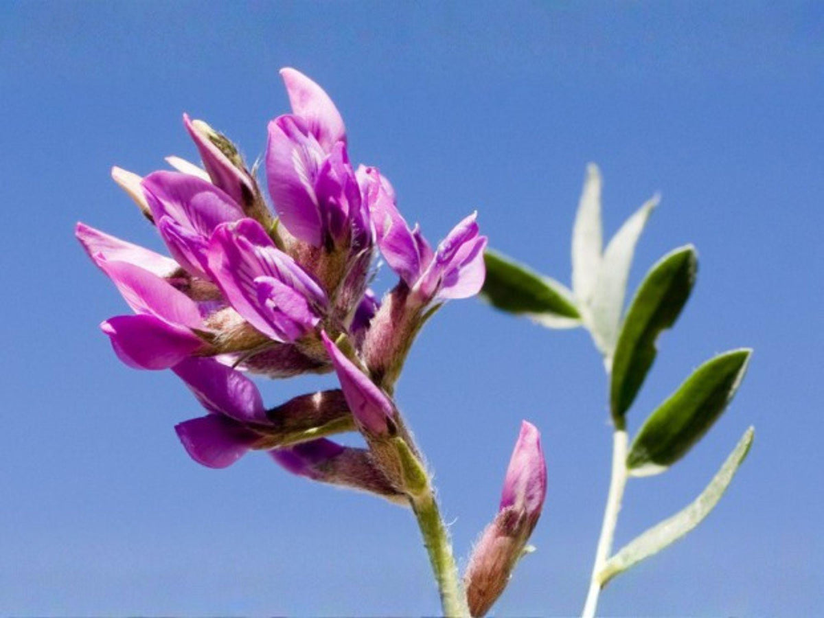 Showy Locoweed Seeds – Heirloom Non-GMO Prairie Wildflower – Vivid Purple-Pink Blooms – Oxytropis lambertii Native Plant Seeds