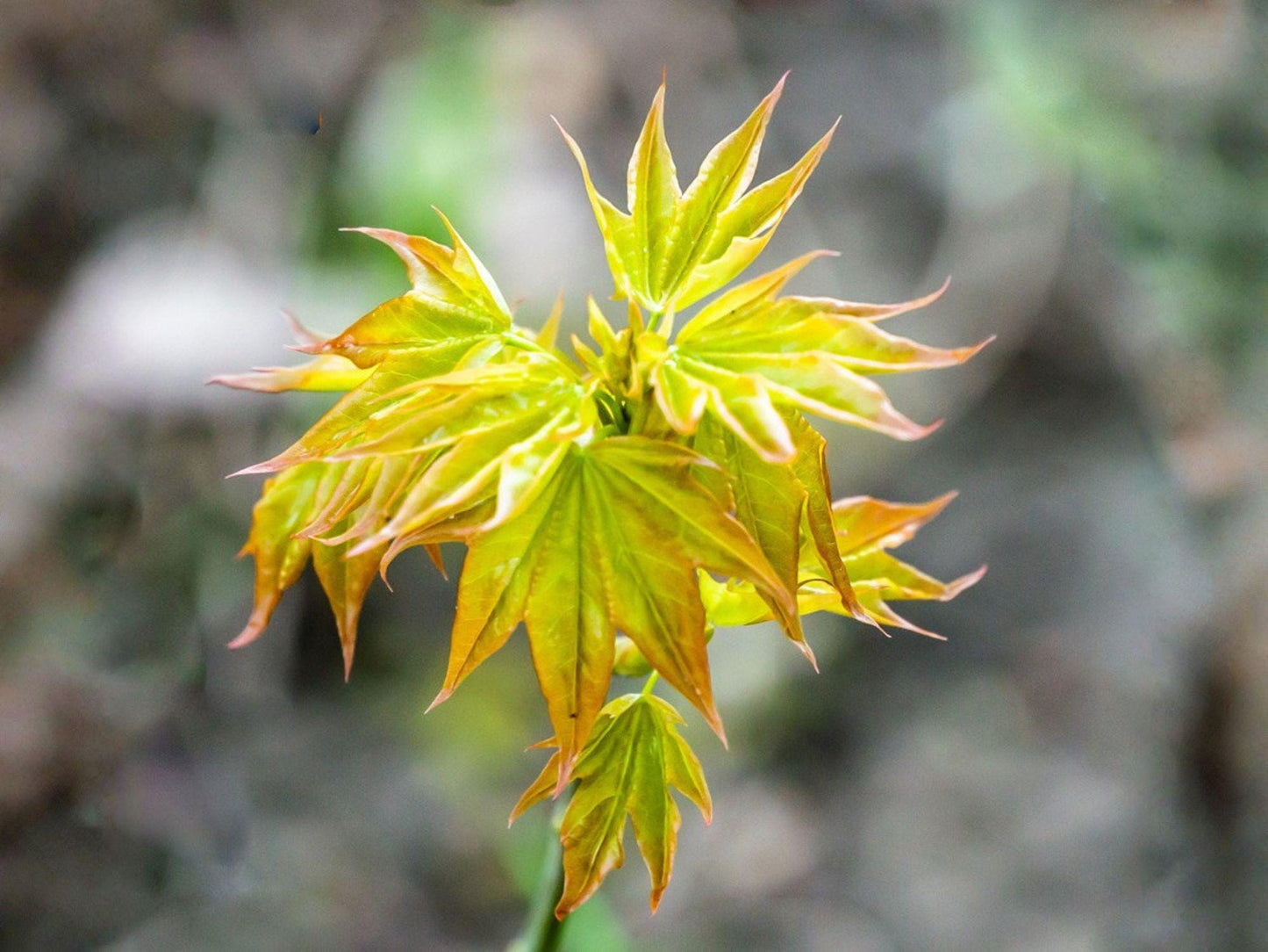 Acer Mono Painted Maple Tree Seeds – Heirloom Non-GMO Ornamental Landscape Planting