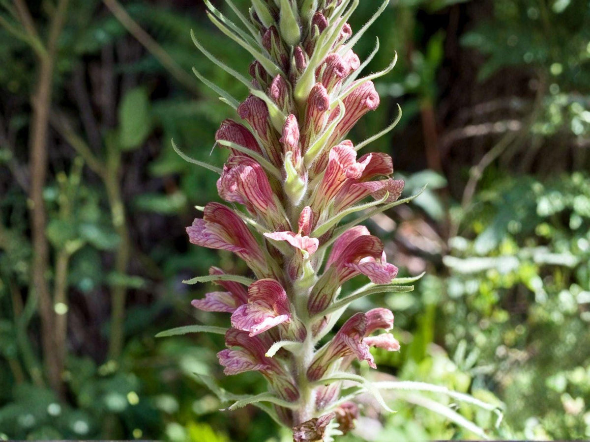 Giant Lousewort Seeds – Pedicularis procera – Native Wildflower, Heirloom, Non-GMO, Open-Pollinated, Wildflower Garden Planting