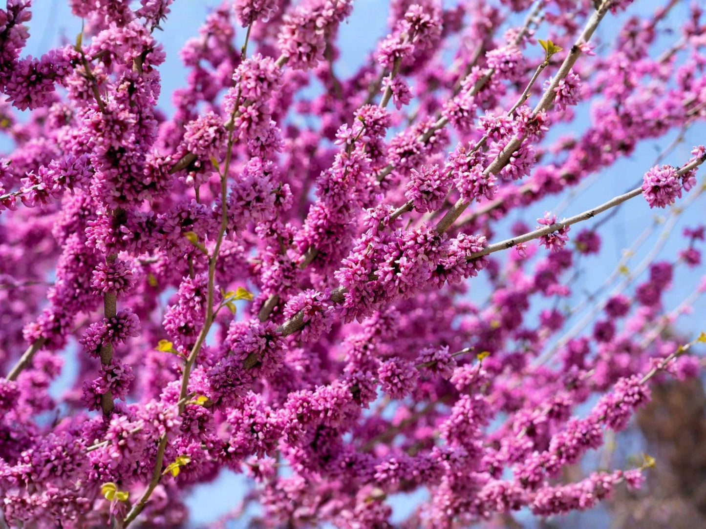 Giant Redbud Tree Seeds | Heirloom Non-GMO Cercis gigantea Ornamental Landscape Planting