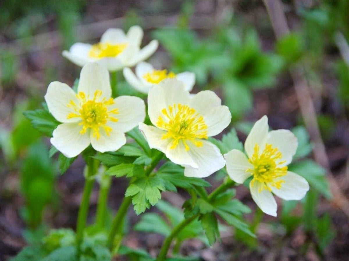 Trollius laxus albiflorus American Globeflower Seeds – Heirloom Non-GMO Native Wildflower for Woodland Gardens and Native Planting