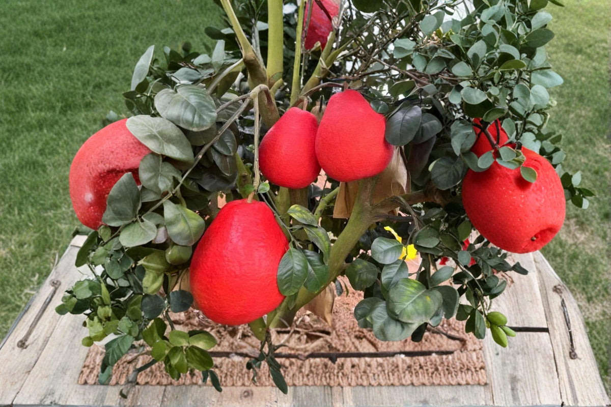 Red Pomelo Citrus Seeds - 10 Pack, Citrus paradisi, Evergreen Fruit Tree for Garden & Potting