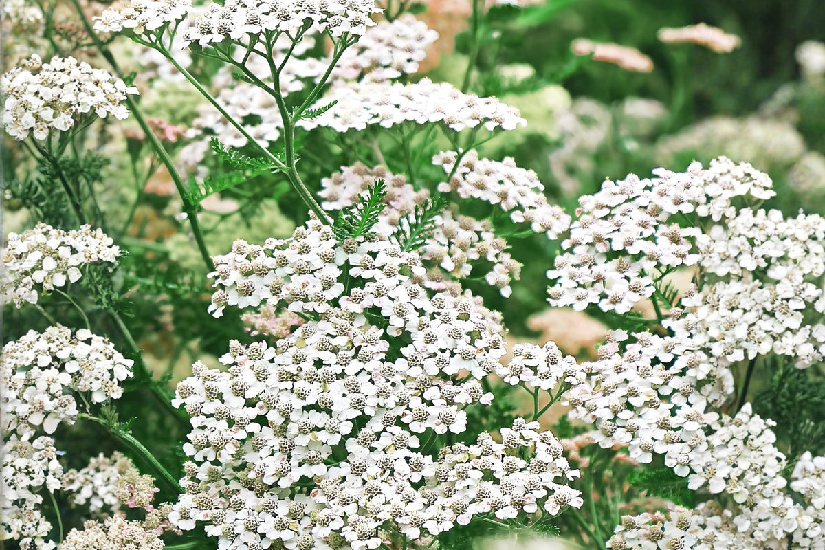 Western Yarrow Seeds 500 Achillea millefolium occidentalis Native Wildflower Drought Tolerant Pollinator Plant