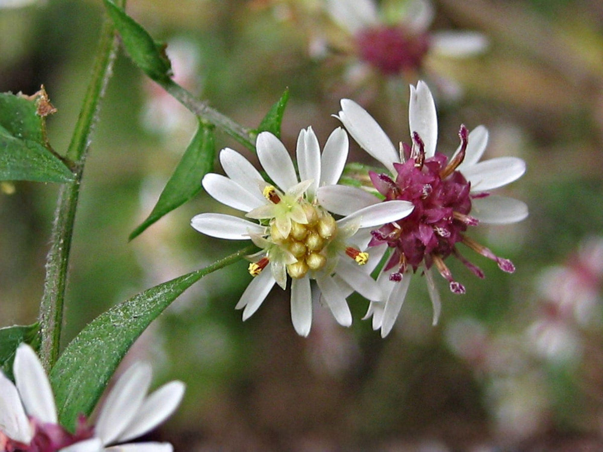 Calico Aster Seeds – Heirloom Non-GMO Wildflower for Pollinator Gardens – Symphyotrichum lateriflorum