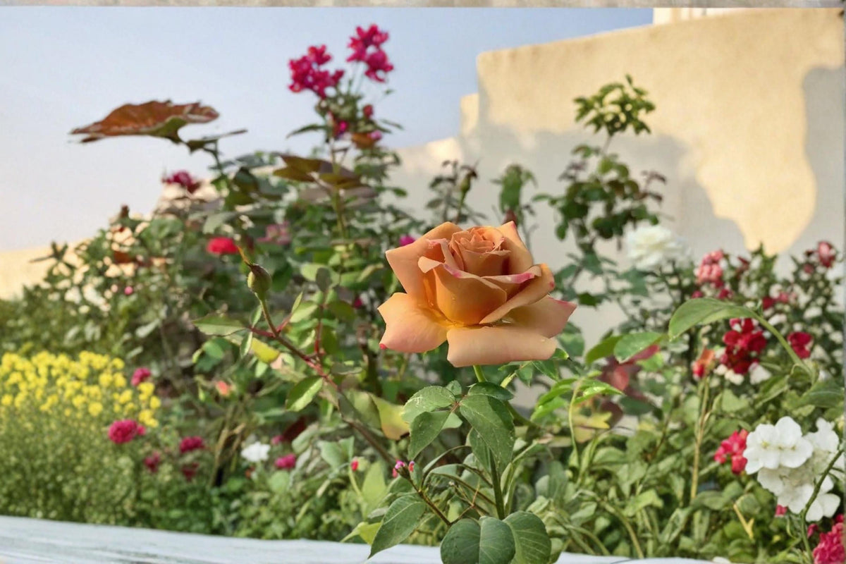Honey Dijon Rose Cuttings 3 Unrooted Rosa ‘Honey Dijon’ Garden Flowering Shrub
